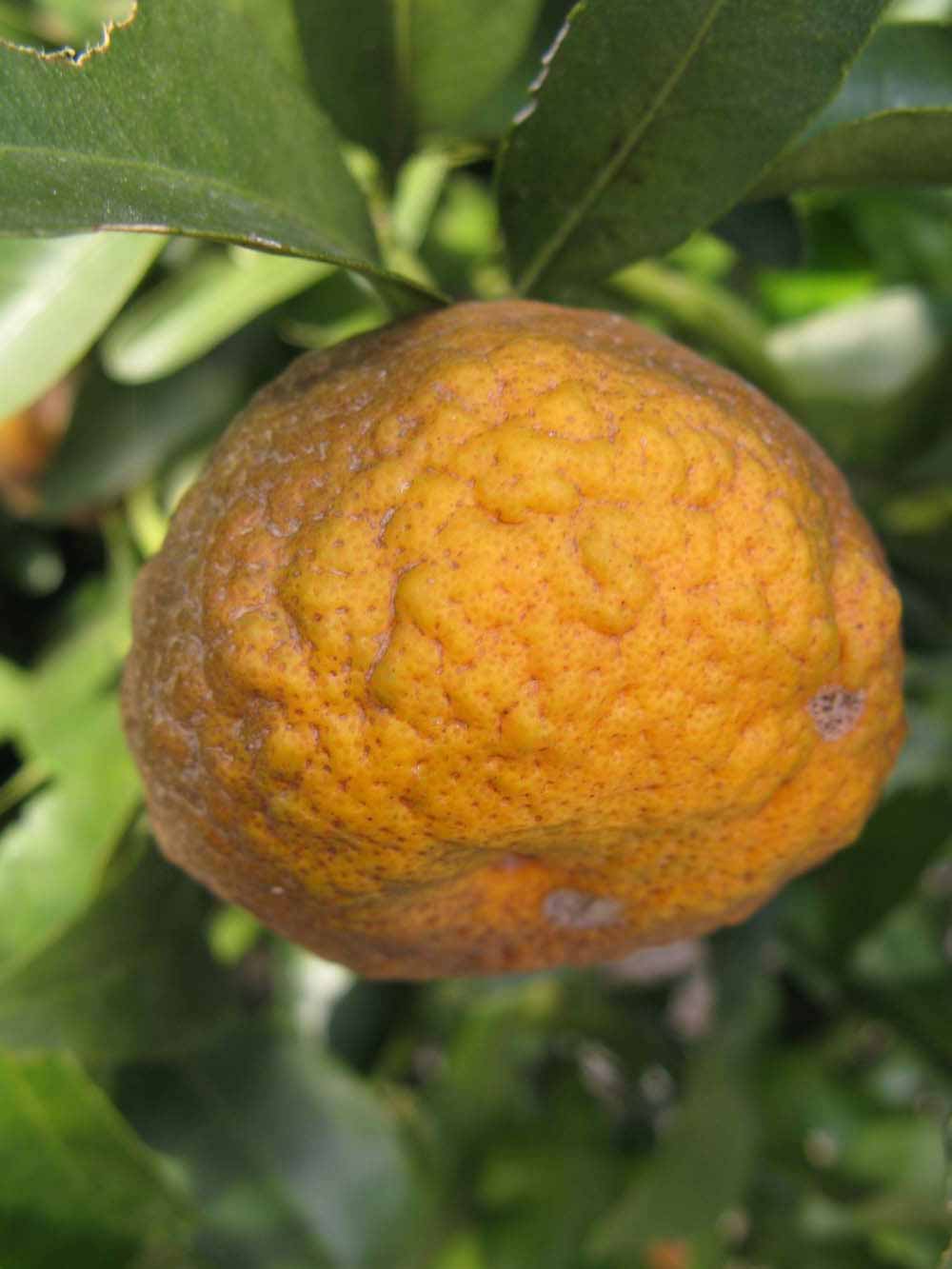            Fruit (Winter Haven, FL)   